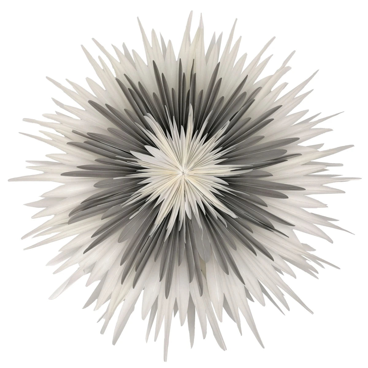 Dalía - hvít og grá