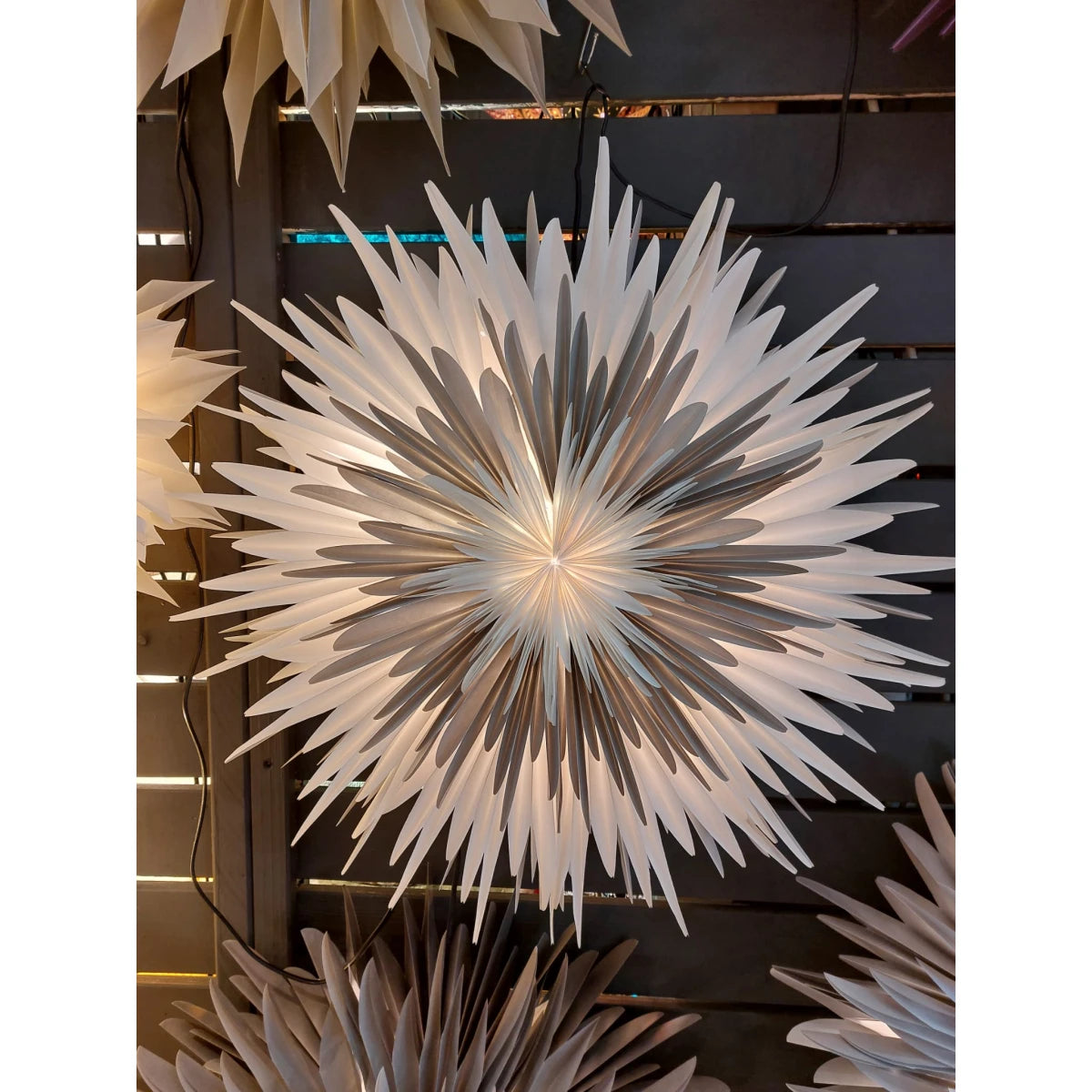 Dalía - hvít og grá